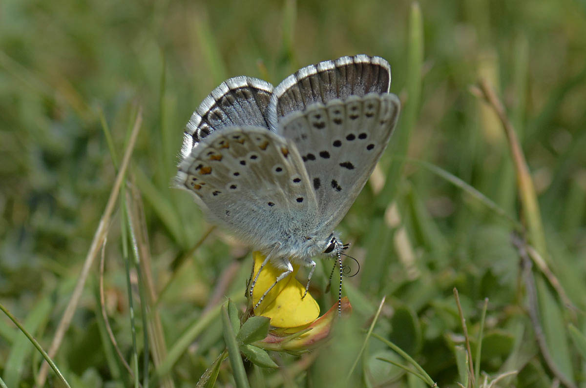Polyommatus coridon?